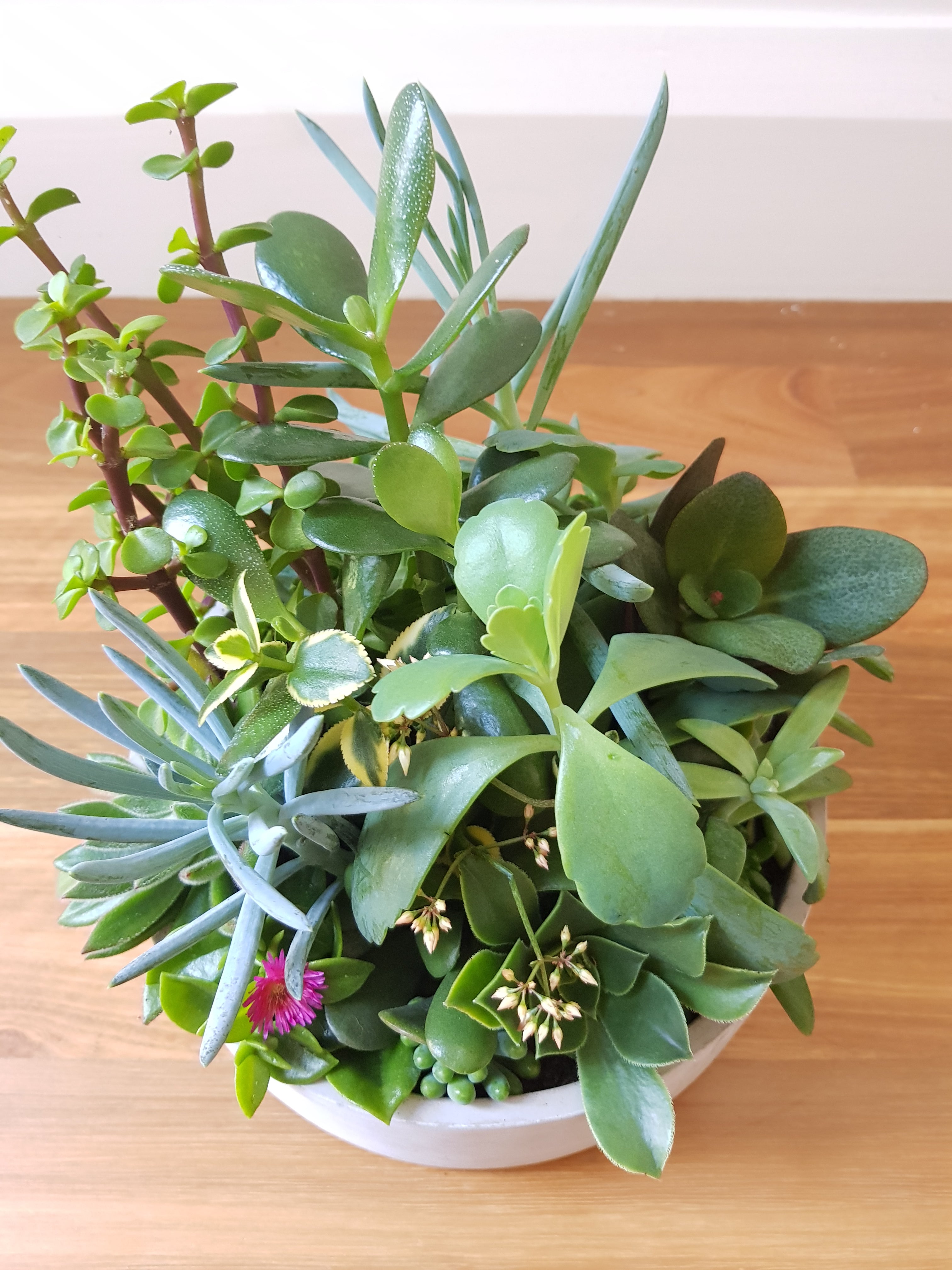 Succulent Bowl - Small
