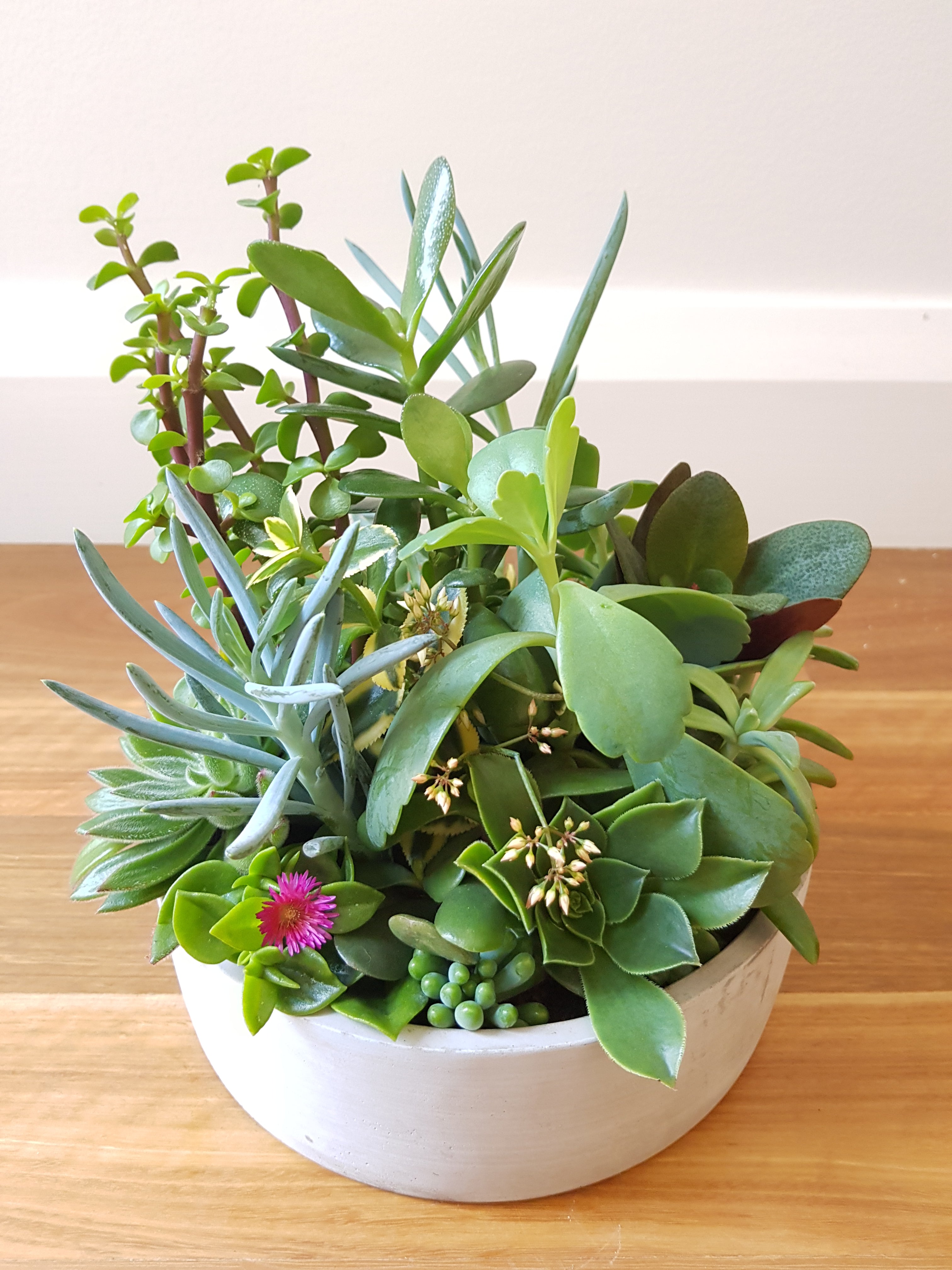 Succulent Bowl - Small