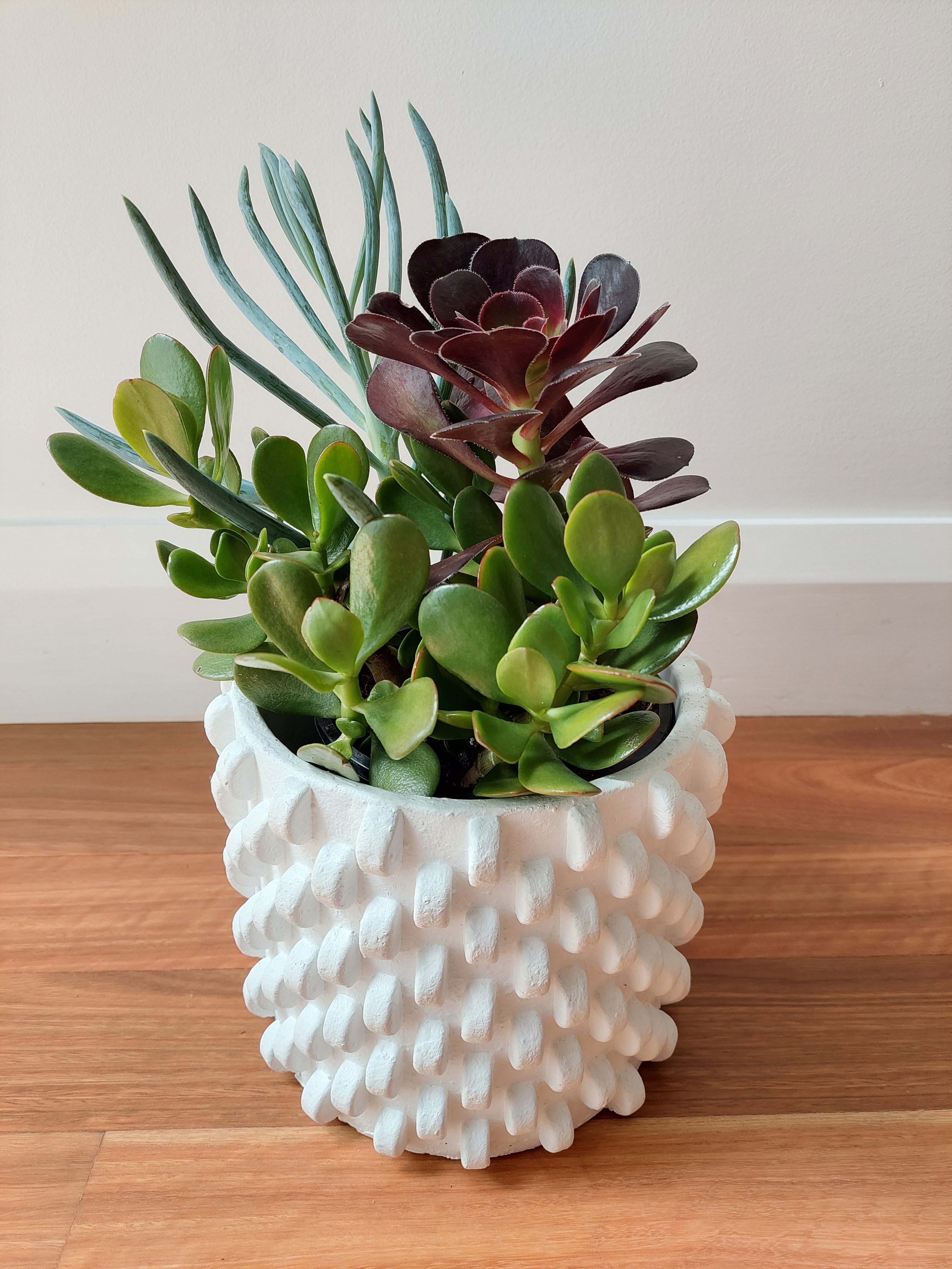 Succulent Surprise Garden - White Pot