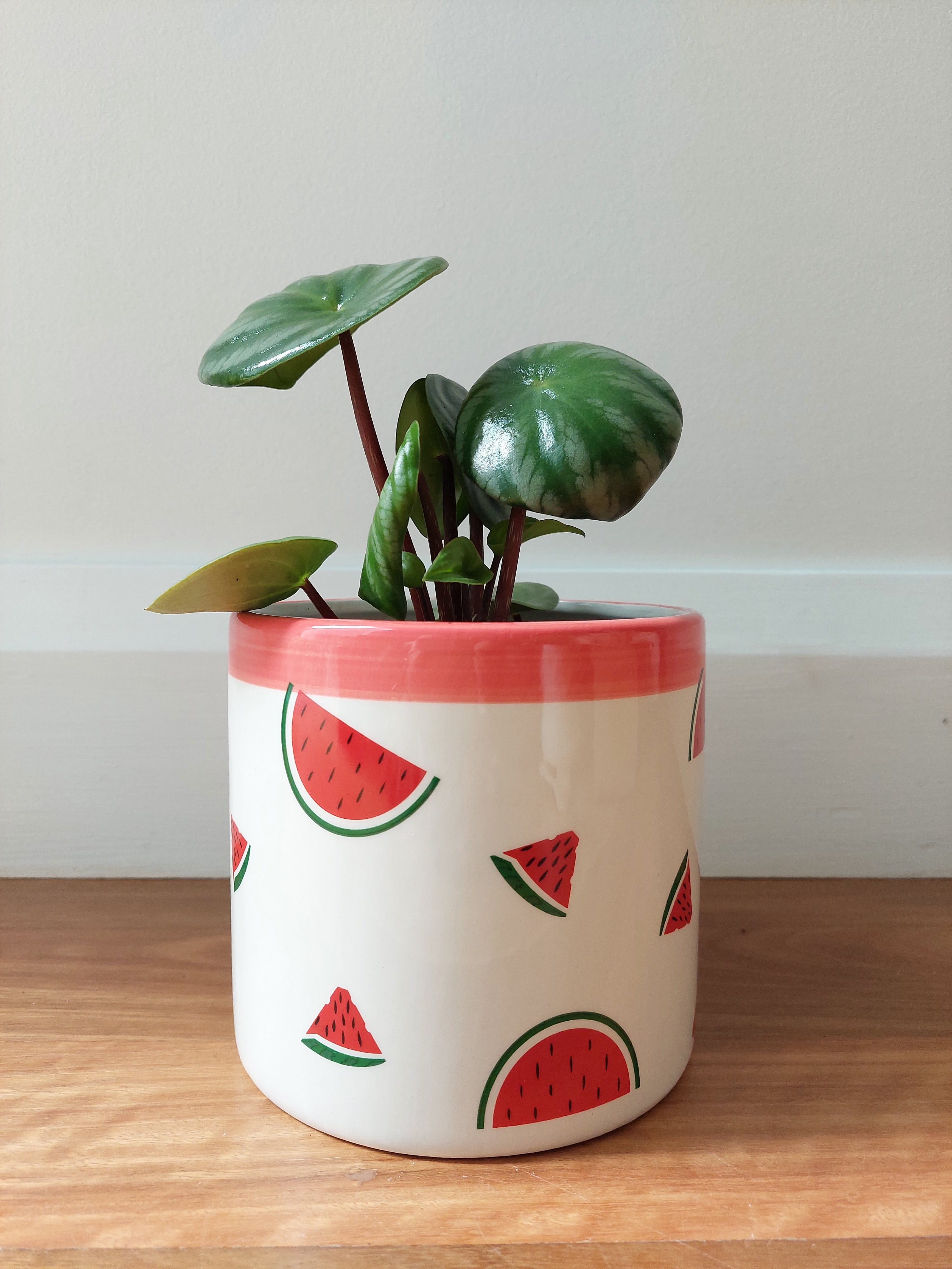Watermelon Plant Combo